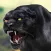 Cheetah RPG Jungle Simulator