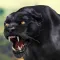 Cheetah RPG Jungle Simulator