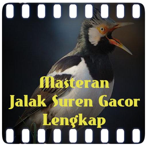 Masteran Jalak Suren Gacor