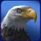 Eagle Wolf Dragon