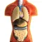 Human Body Details