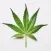 Medical Marijuana Guide + Quiz