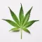 Medical Marijuana Guide + Quiz