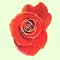 Rascal Roses