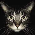 Cat Breeds guide and quiz