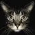 Cat Breeds guide and quiz