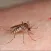 Zika Virus Info