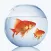 Fish Fresh Water Info
