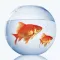 Fish Fresh Water Info