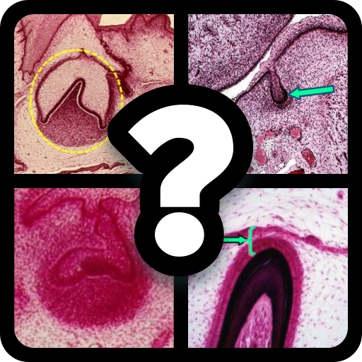 Tooth Development Quiz