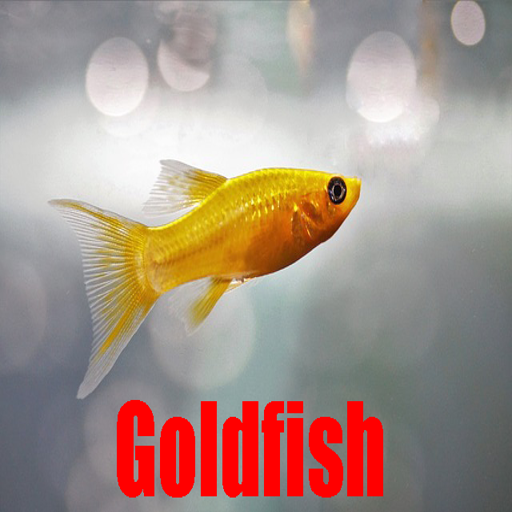 Goldfish Pictures