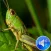 Grasshoper Sounds Ringtones