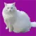 White Cat Stickers