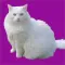 White Cat Stickers