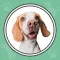 Dog Whistle & Puppy Training