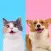 Pet Simulator-Cat Translator