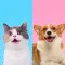 Pet Simulator-Cat Translator