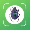 What bug is this Identify bugs