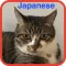 Daily Japanese words