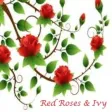 Red Roses and Ivy
