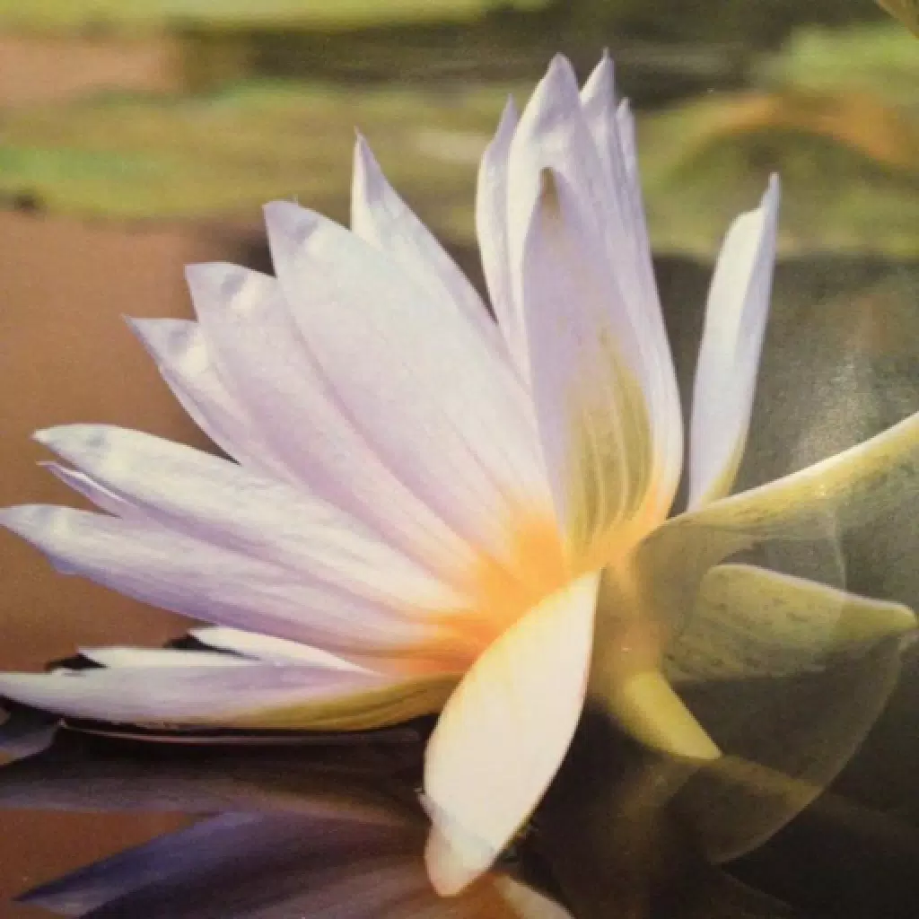 The Lifeforce Reiki & Holistic The Lifeforce Reiki & Holistic