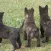 Aachen Dutch Shepherds