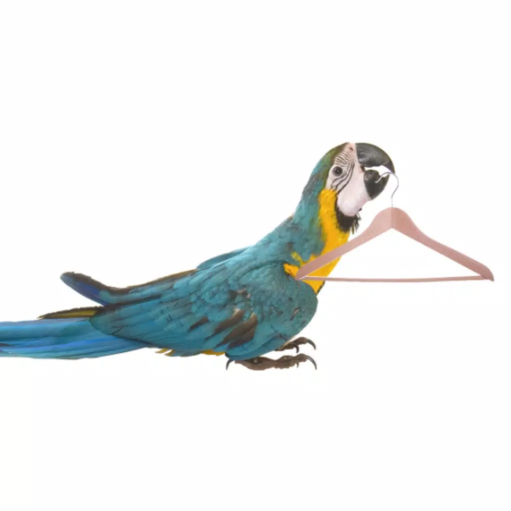 Blue and Gold Macaw Blue and Gold Macaw