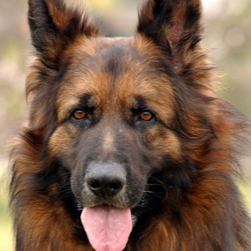 German Shepherd World German Shepherd World