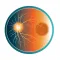 DR & PRP Therapy