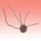 Medical Management of Melanoma