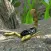 Scorpion Insect Simulator