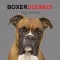 Boxer Dog Sounds & Barking