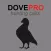 REAL Dove Calls and Dove Sounds for Bird Hunting!