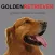 Golden Retriever Sounds for Dogs