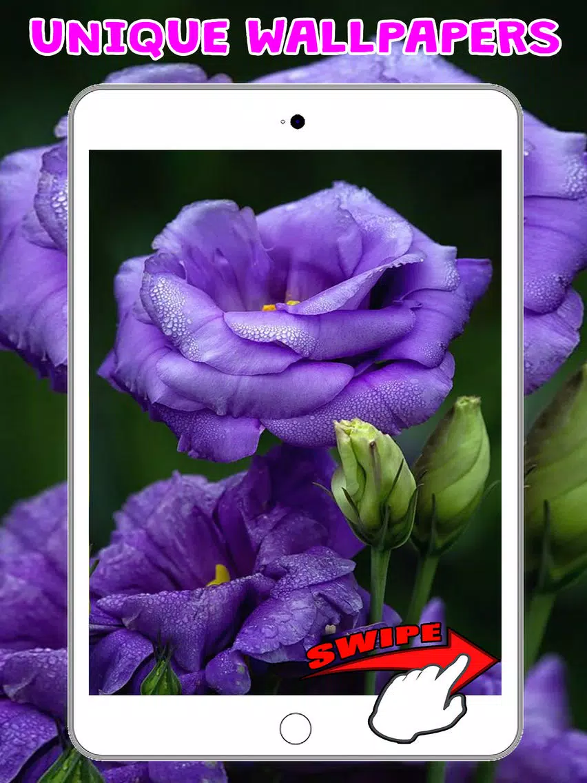 Flower Wallpapers Amazing Backgrounds & Stickers iPad Screenshots