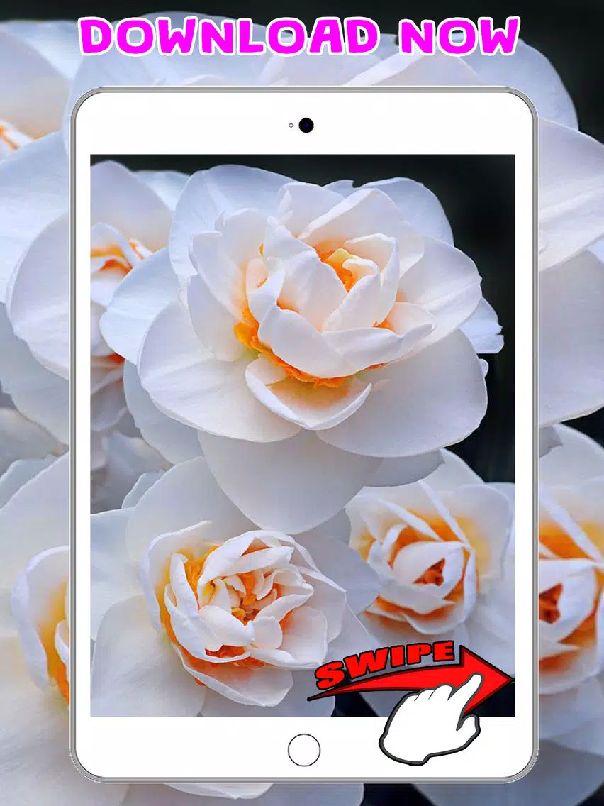 Flower Wallpapers Amazing Backgrounds & Stickers iPad Screenshots