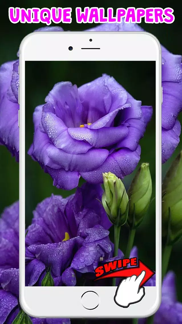 Flower Wallpapers Amazing Backgrounds & Stickers Screenshots