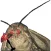 Moth iStickers