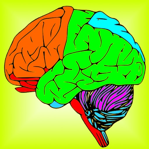 Brain & Nerves: The Human Nervous System Anatomy Brain & Nerves: The Human Nervous System Anatomy