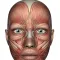 Human Muscles