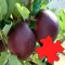 Fruits Great Puzzle