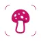 Mushroom Identifier by photo
