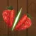 Slice Fruits (Watch & Phone)