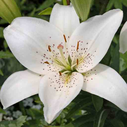Lilly Flower HD Wallpapers