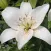 Lilly Flower HD Wallpapers