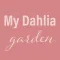 My Dahlia Garden