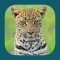 Animals of Kruger
