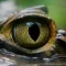 Crocodile Simulator 3D : A Commando Hunting Game