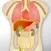 Human Anatomy Game