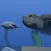 NCF Turtle VR